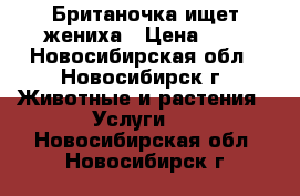 Британочка ищет жениха › Цена ­ 1 - Новосибирская обл., Новосибирск г. Животные и растения » Услуги   . Новосибирская обл.,Новосибирск г.